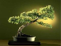 149 BONZAI A MAULEVRIER 2016_000011